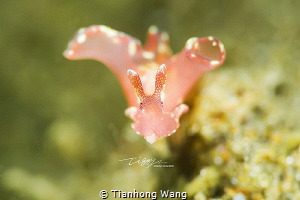 BUCK TEETH
Absolutely it is beauty of sea hare.. by Tianhong Wang 